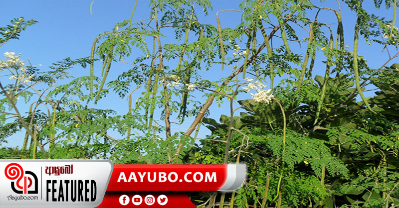 අක්මාව නිරෝගී කරන මුරුංගා
