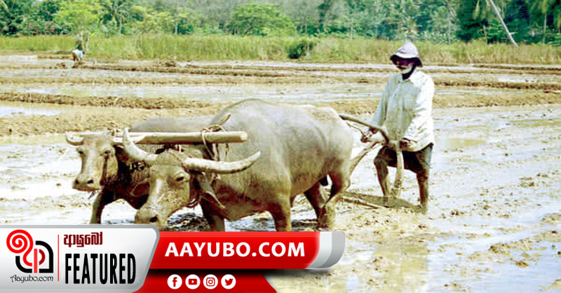 අතීත ශ්‍රී ලාංකිකයාගේ ප්‍රධාන ජීවනෝපාය වූ මඩ ගොවිතැන