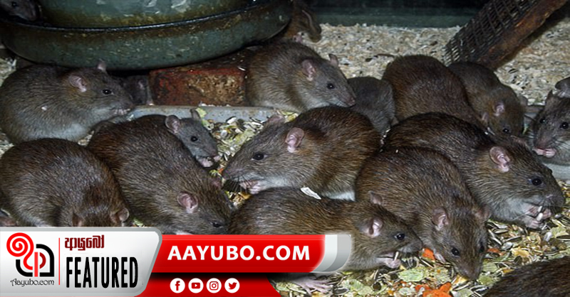 අතීතයේ මිනිසුන් බිලි ගත් වෛරස