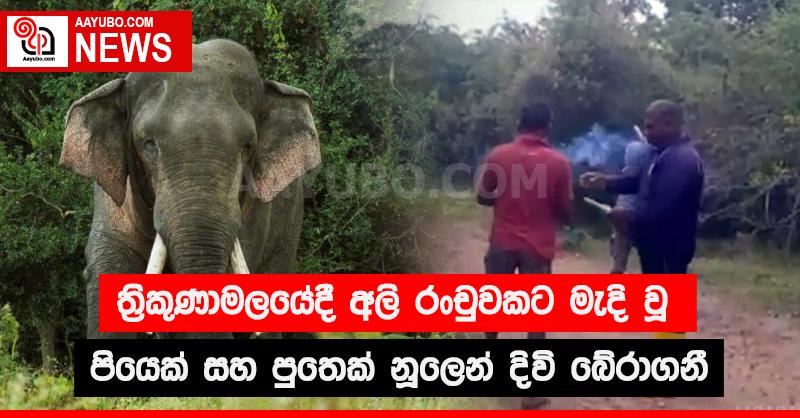 ත්‍රිකුණාමලයේදී අලි රංචුවකට මැදි වූ පියෙක් සහ පුතෙක් නූලෙන් දිවි බේරාගනී