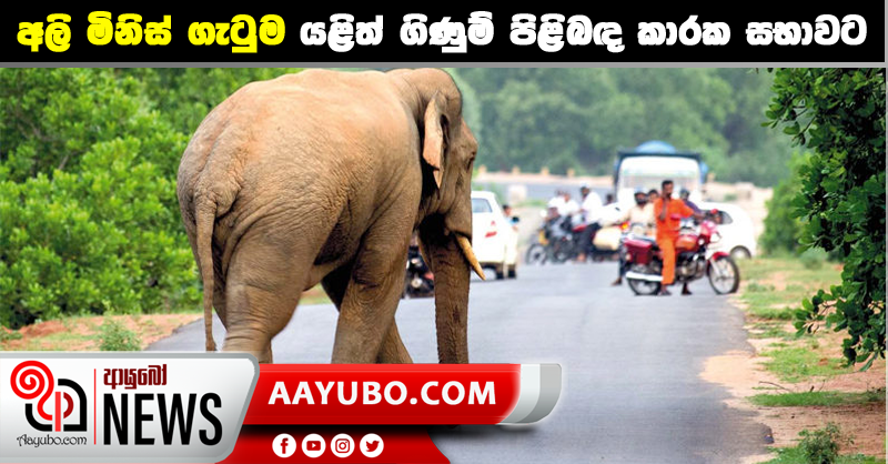 අලි මිනිස් ගැටුම යළිත් ගිණුම් පිළිබඳ කාරක සභාවට