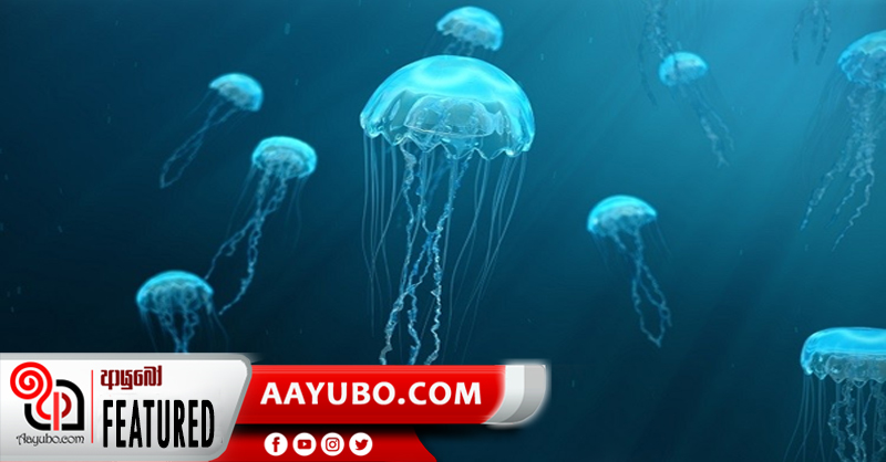 අලු මතින් නැගිටින ජෙලිෆිෂ්