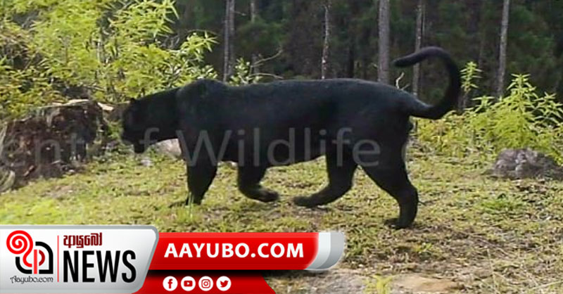 වඳ වී ගියැයි කියූ කළු කොටි යළි මතුවෙයි 