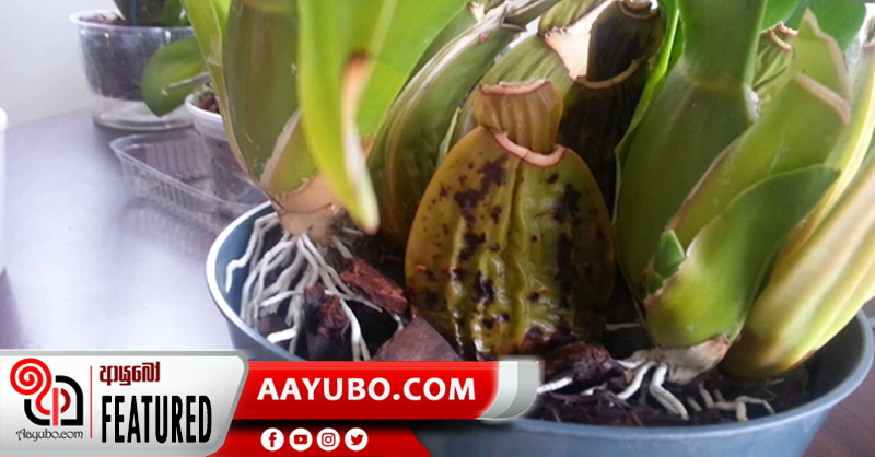 ඕකීඩ් වගාවට හානිකරන උවදුරු