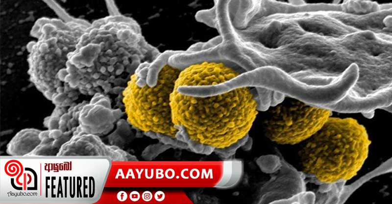 ඕස්ට්‍රේලියාවෙන් මතුවූ මාරාන්තික දිලීරය
