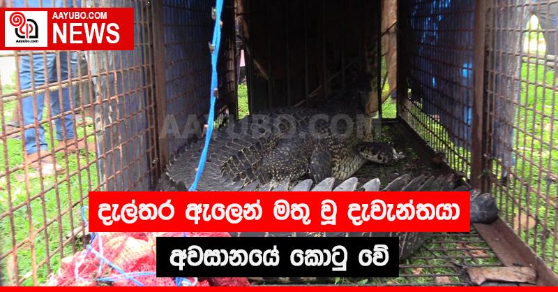 දැල්තර ඇලෙන් මතු වූ දැවැන්තයා අවසානයේ කොටු වේ
