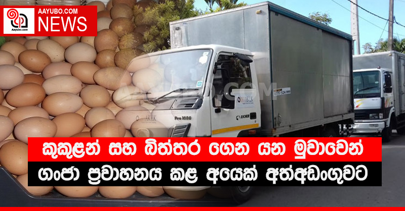කුකුළන් සහ බිත්තර ගෙන යන මුවාවෙන් ගංජා ප්‍රවාහනය කළ අයෙක් අත්අඩංගුවට
