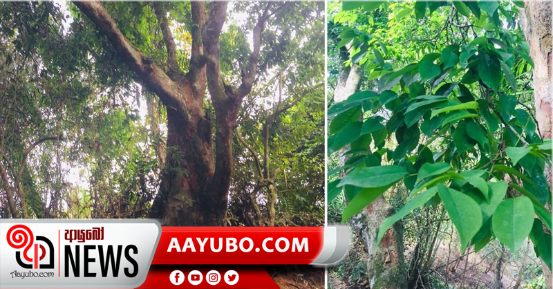 “කෲඩියා සිලනිකා” ශාකය සම්බන්ධයෙන් මධ්‍යම පරිසර අධිකාරියෙන් විශේෂ නිවේදනයක්