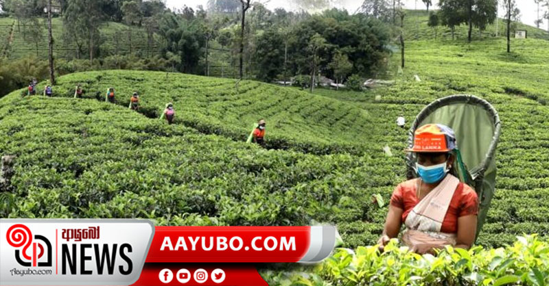 හැටන් - කොටගල ඩ්‍රෙටන් වතු යායටත් කොරෝනා පැමිණෙයි