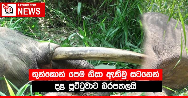 තුන්කොන් පෙම නිසා ඇතිවූ සටනෙන් දළ පූට්ටුවාට බරපතලයි