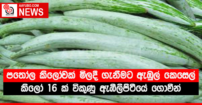පතෝල කිලෝවක් මිලදී ගැනීමට ඇඹුල් කෙසෙල් කිලෝ 16 ක් විකුණු ඇඹිලිපිටියේ ගොවීන්