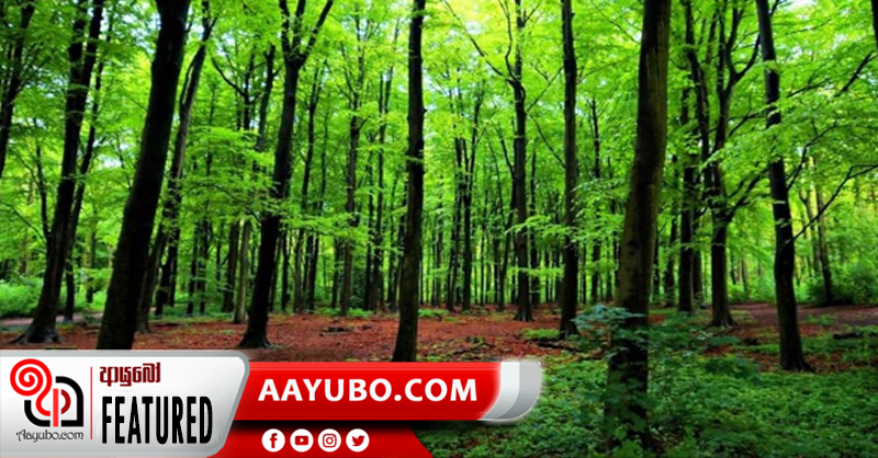 පෘථිවිය මත ප්‍රථම ශාකය