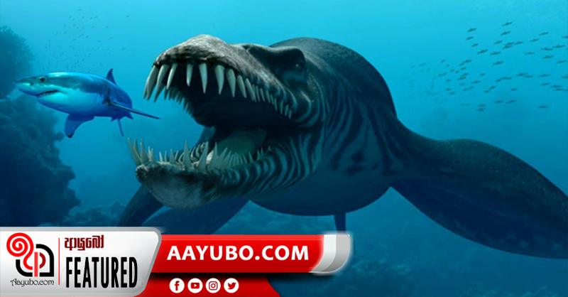 මරියානා ආගාධයේ අමුතු සත්තු