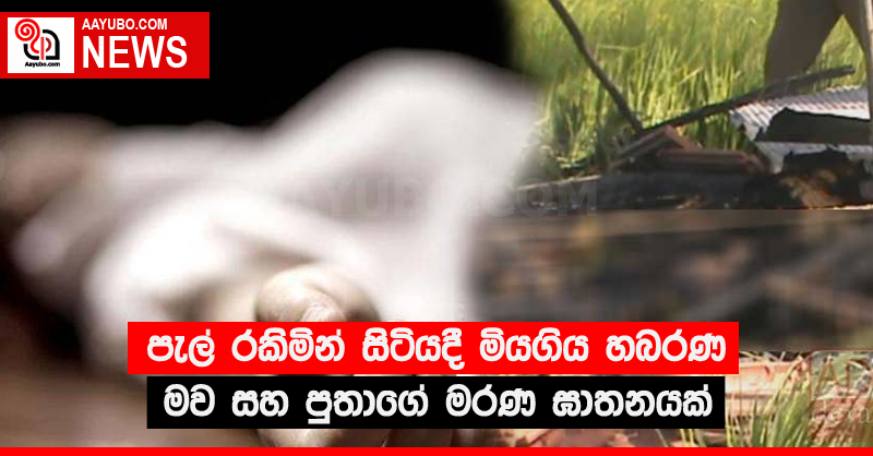 පැල් රකිමින් සිටියදී මියගිය හබරණ මව සහ පුතාගේ මරණ ඝාතනයක්