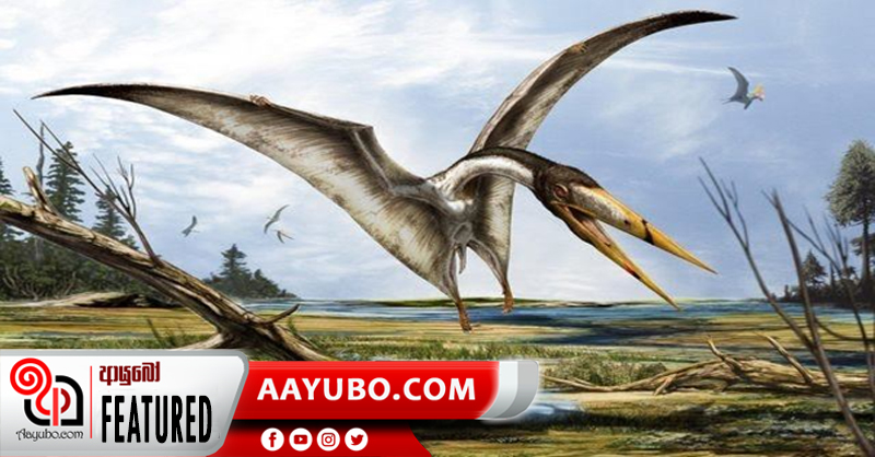 මෙක්සිකෝවෙන් හමුවු පියාබන ඩයිනෝසරයන් 