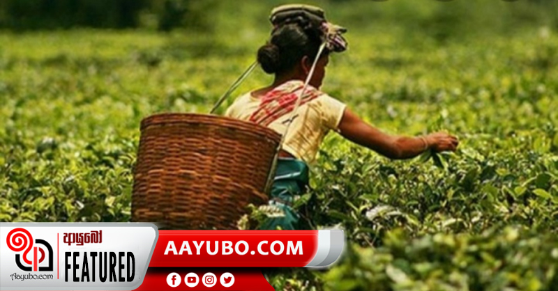 රන් සම්මානයක් සමඟ ඉන්දියාවේ සංචාරයක් දිනූ අපූරු තේ දළු නෙලන්නිය