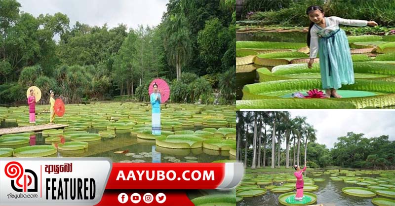 ලොකයේ විශාලම මානෙල් විශේෂය