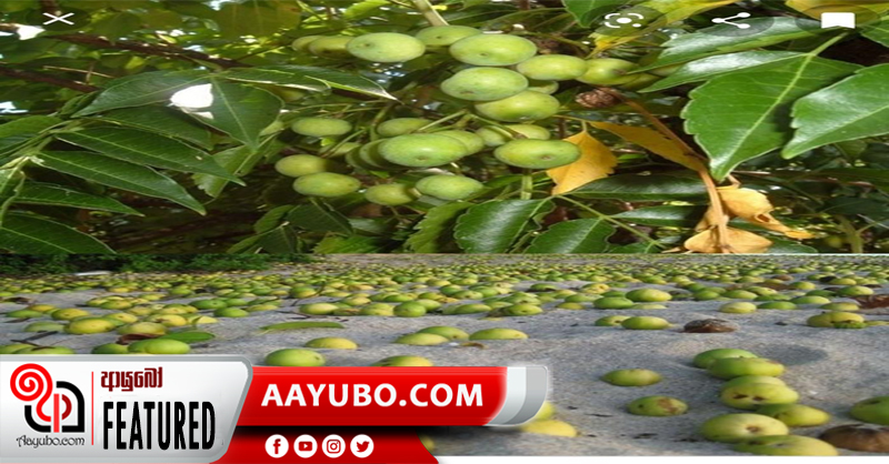 ලොව විෂම ගස පිළිබඳව ඔබ අසා තිබෙනවා ද ?