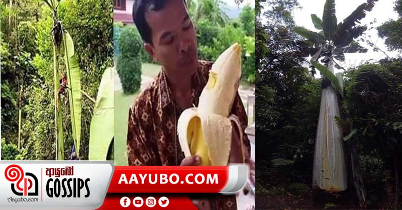 ලෝකයේ විශාලතම කෙසෙල් ශාකය