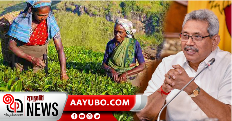 පොරොන්දු වූ පරිදි වතු කම්කරු වැටුප 1000 කරන්න ජනපති උපදෙස්