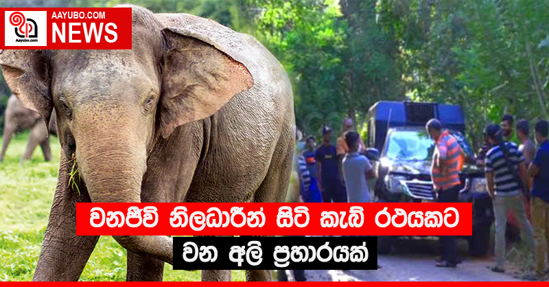 වනජීවි නිලධාරීන් සිටි කැබ් රථයකට වන අලි ප්‍රහාරයක්