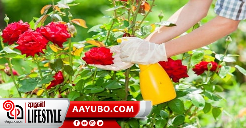 වැඩි අස්වැන්නක් සඳහා මේ විදිහට මල් වගාවට  සාත්තු කරන්න