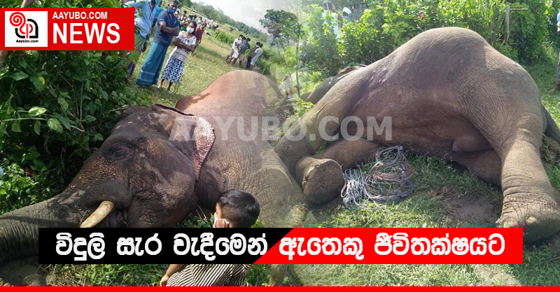  විදුලි සැර වැදීමෙන් ඇතෙකු ජීවිතක්ෂයට