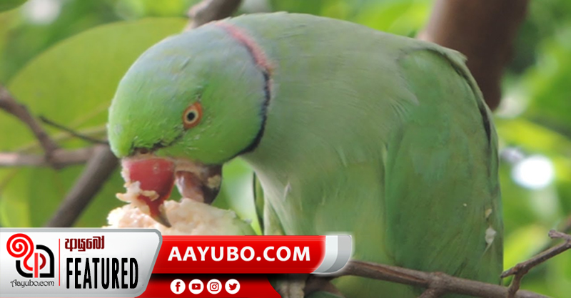 සත්ව ලෝකයේ කෑම නාස්ති කරන ගිරවුන්