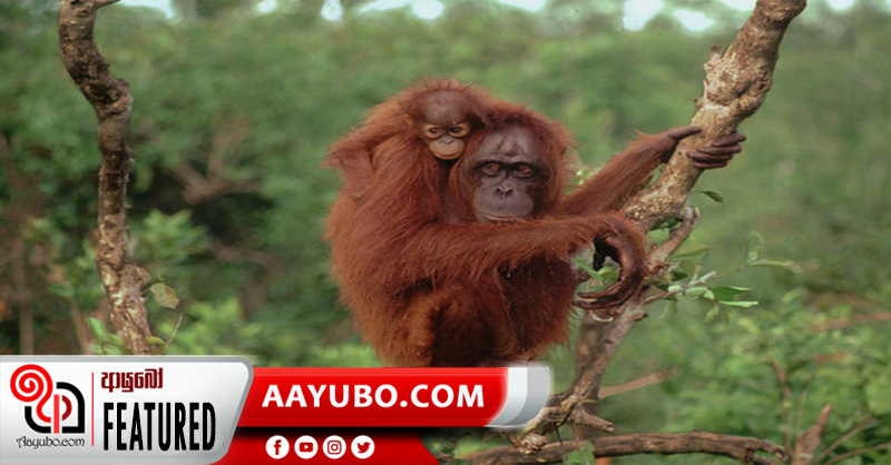 සීඝ්‍රයෙන් වඳ වී යන ඔරංඋටංලා