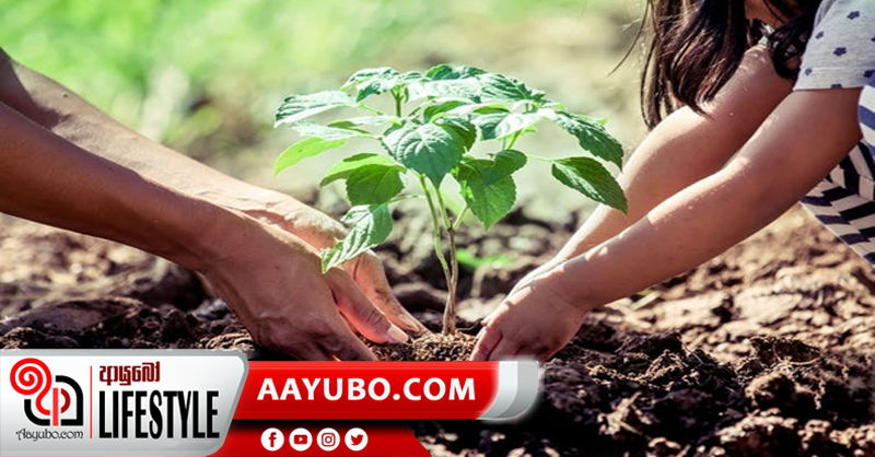 සුබ නැකතකින් බෝග වගාව ඵලදායී ද