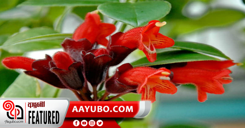 සොබාදහමේ විස්මිත සිරියාව -ලිප්ස්ටික් මල