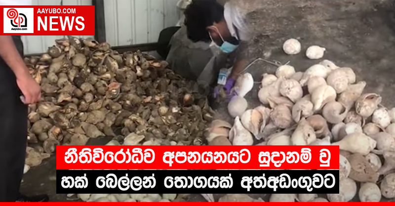 නීතිවිරෝධීව අපනයනයට සුදානම් වු හක් බෙල්ලන් තොගයක් අත්අඩංගුවට