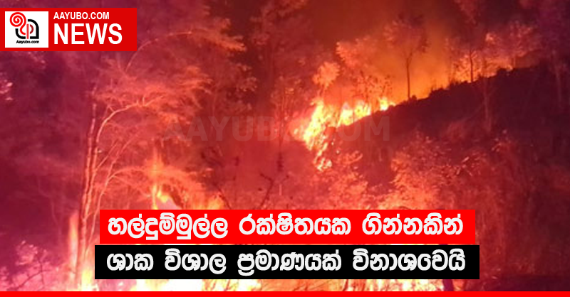 හල්දුම්මුල්ල රක්ෂිතයක ගින්නකින් ශාක විශාල ප්‍රමාණයක් විනාශවෙයි